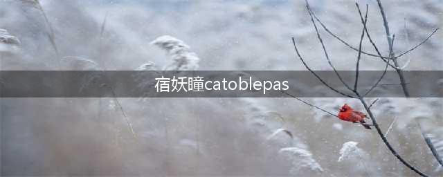 《明日之后》特殊名字怎么打 好听的特殊名字大全(宿妖瞳catoblepas)