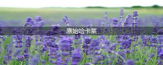 《魔兽世界》原始哈卡莱套装怎么兑换 原始哈卡莱套装兑换教程(原始哈卡莱)
