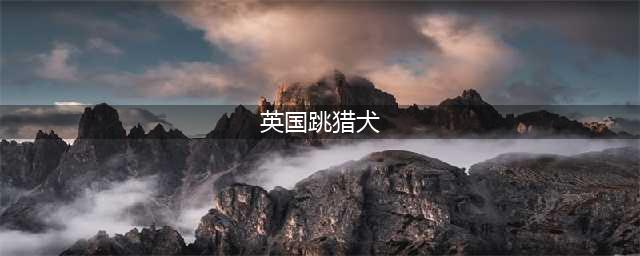 每日一犬 · 英国跳猎犬(英国跳猎犬)