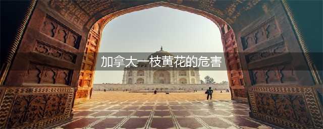 高度警惕这种生态杀手—“加拿大一枝黄花”(加拿大一枝黄花的危害)