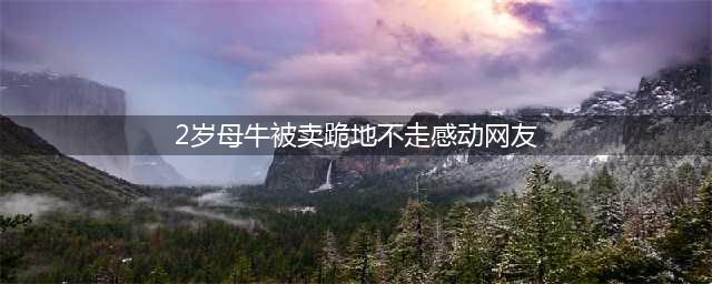 2岁母牛被卖跪地不走感动网友，有人欲出4万元买下，牛市经纪人：想给它找个好去处(2岁母牛被卖跪地不走感动网友)