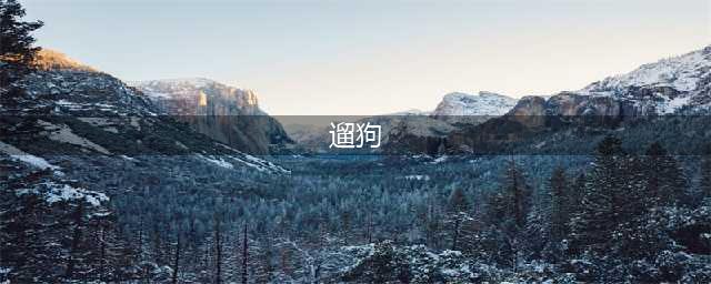 每个主人都在遛狗，但你知道遛狗究竟在遛什么吗？遛狗对狗的意义(遛狗)
