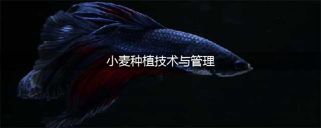 小麦种植技术与管理(小麦种植技术与管理)