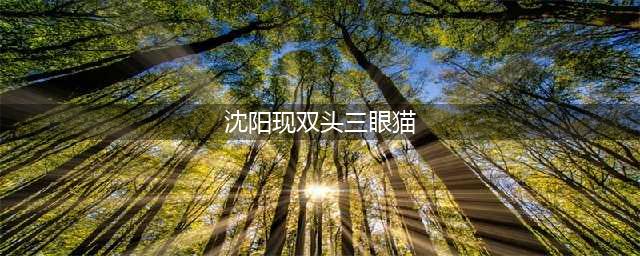 沈阳现双头三眼猫 网友表示大千世界无奇不有(沈阳现双头三眼猫)