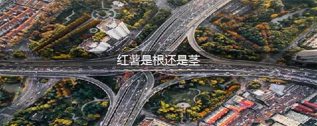 土豆/红薯是根是茎?原来这些年都错了(红薯是根还是茎)
