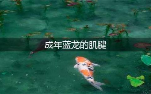 《魔兽世界怀旧服》成年蓝龙的肌腱有什么用 蓝龙肌腱用途介绍(成年蓝龙的肌腱)