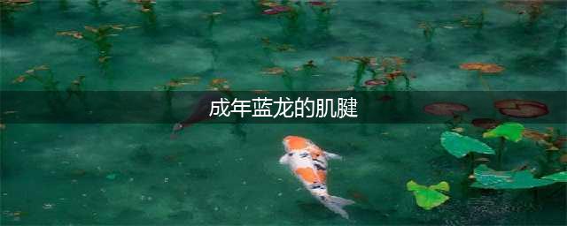 《魔兽世界怀旧服》成年蓝龙的肌腱有什么用 蓝龙肌腱用途介绍(成年蓝龙的肌腱)