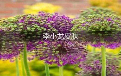 《王者荣耀》李小龙皮肤获取方法 李小龙皮肤如何获取(李小龙皮肤)