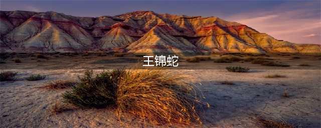 在农村看到一条王锦蛇在吃五步蛇，为何王锦蛇无毒却能制服五步蛇？(王锦蛇)