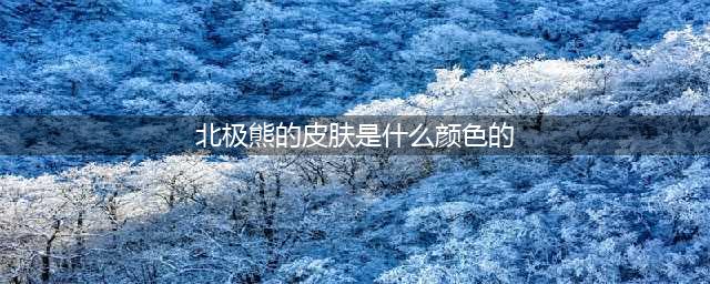 科普｜北极熊皮肤是什么颜色？竟然压根不是白色(北极熊的皮肤是什么颜色的)