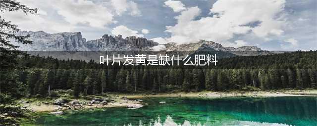 叶子黄缺什么肥料？10种原因对症下药(叶片发黄是缺什么肥料)
