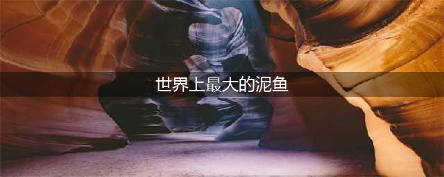 tbc钓鱼日常世界上最大的泥鱼-世界上最大的泥鱼在哪钓？(世界上最大的泥鱼)