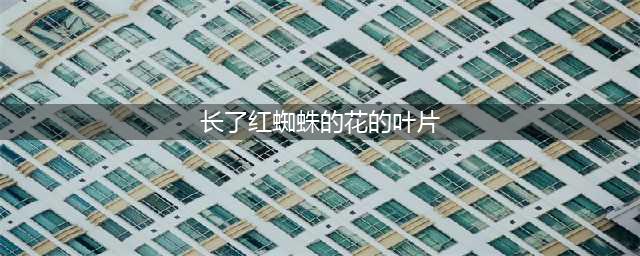 家里的花叶片上长满了红斑点，有很多小蜘蛛网是咋回事？(长了红蜘蛛的花的叶片)