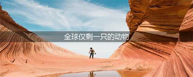 世界上“最珍贵”的动物，全球仅此1只，再不看就见不到了！(全球仅剩一只的动物)