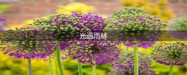 光遇雨林净化任务怎么做 具体一览