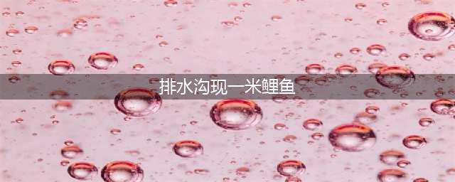 成精了吧？美国一排水水沟惊现长一米巨型鲤鱼(排水沟现一米鲤鱼)