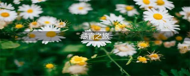 法国剧情电影：《感官之旅》(感官之旅)