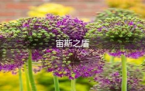 启源女神宙斯之盾技能怎么样 宙斯之盾技能属性介绍(宙斯之盾)
