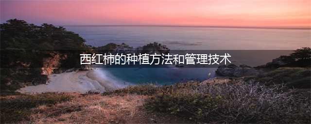 西红柿的种植与管理技术(西红柿的种植方法和管理技术)