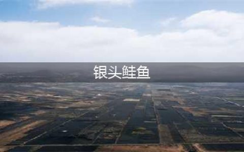 魔兽世界怀旧服银头鲑鱼怎么制作 银头鲑鱼制作配方一览